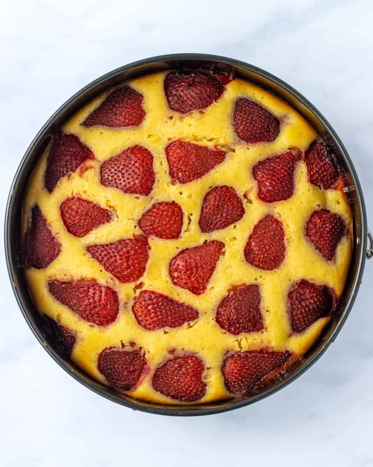 Baked strawberry studded vanilla cake in a springform pan.